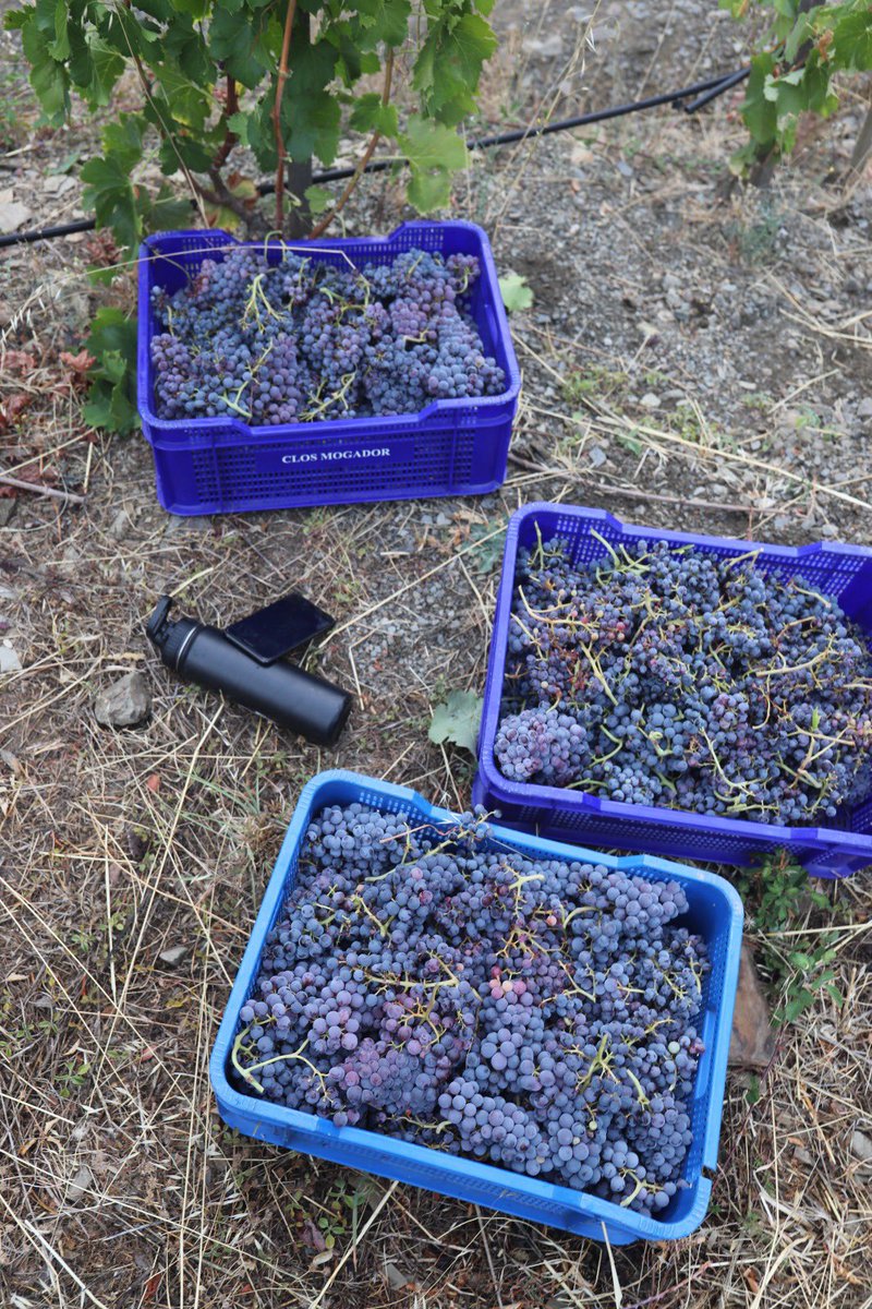 Venus La Universal tweet media