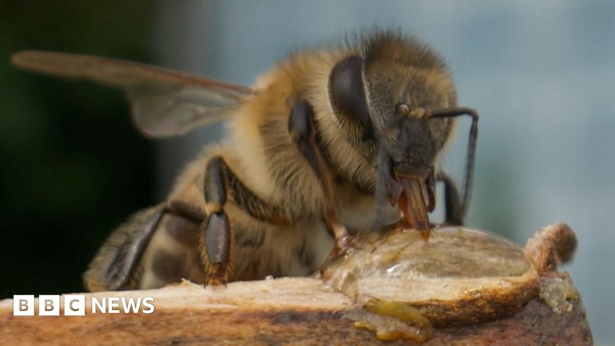 Fungi are factories for bee food!  Prof Geraldine Wright &amp; colleagues at University of Oxford <a href="/OxfordBiology/">Oxford Biology</a> use engineered yeast to provide essential pollen sterols for honeybees. <a href="/BBCNews/">BBC News (UK)</a>: bbc.co.uk/news/articles/… . Paper in <a href="/Nature/">nature</a>: nature.com/articles/s4158…
