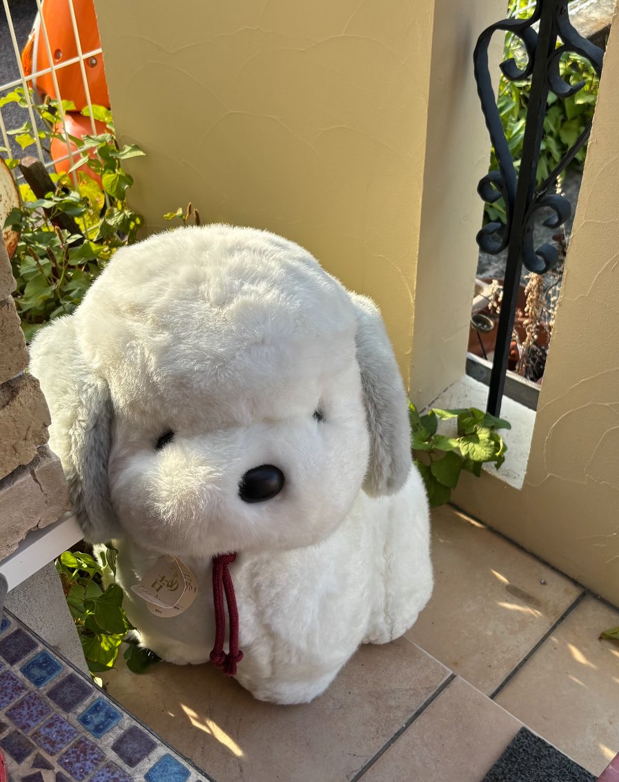 うめ吉 約70cm うめ吉 約70cm