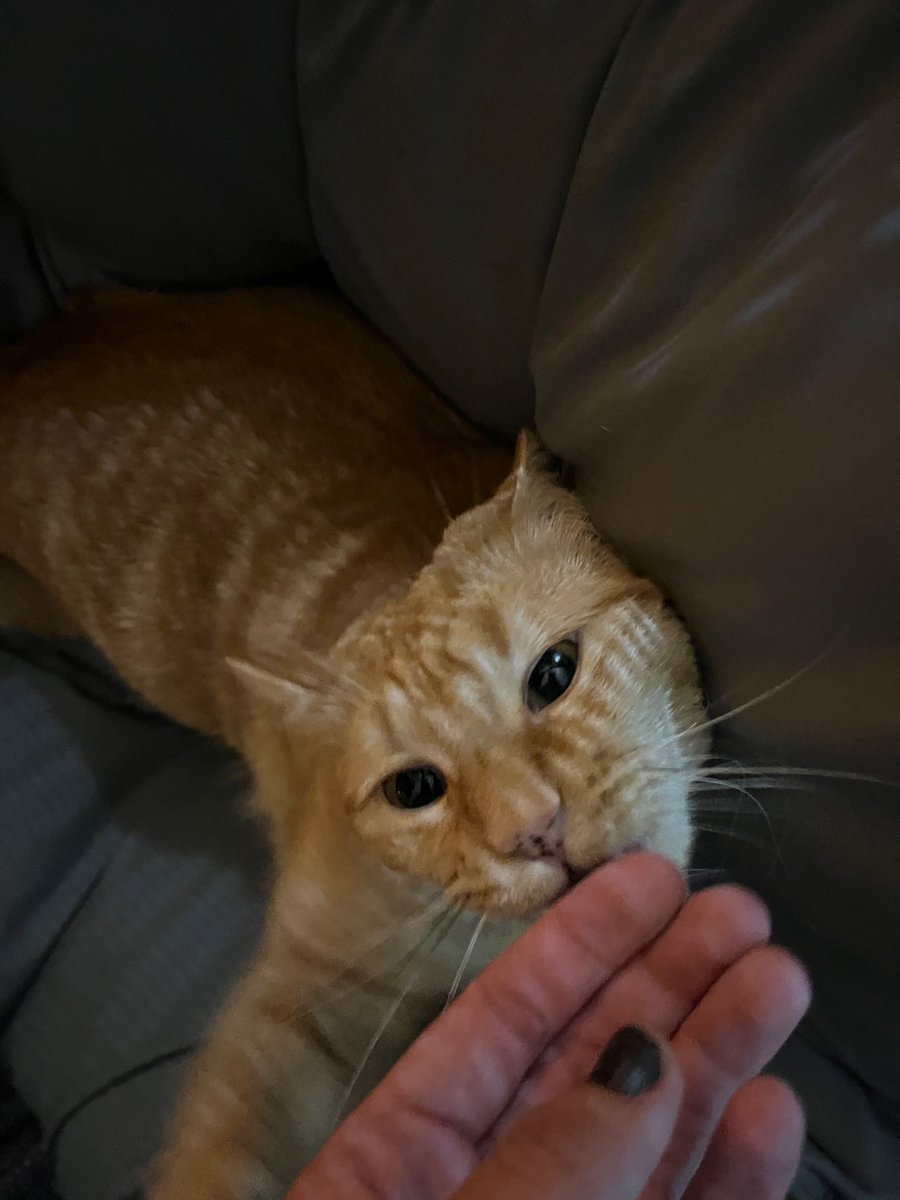 conssion's tweet photo. cats r so perfect https://t.co/4WKCaaHLXh
