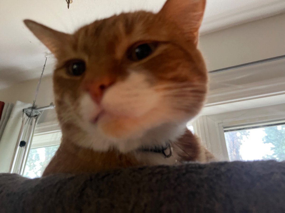 conssion's tweet photo. cats r so perfect https://t.co/4WKCaaHLXh