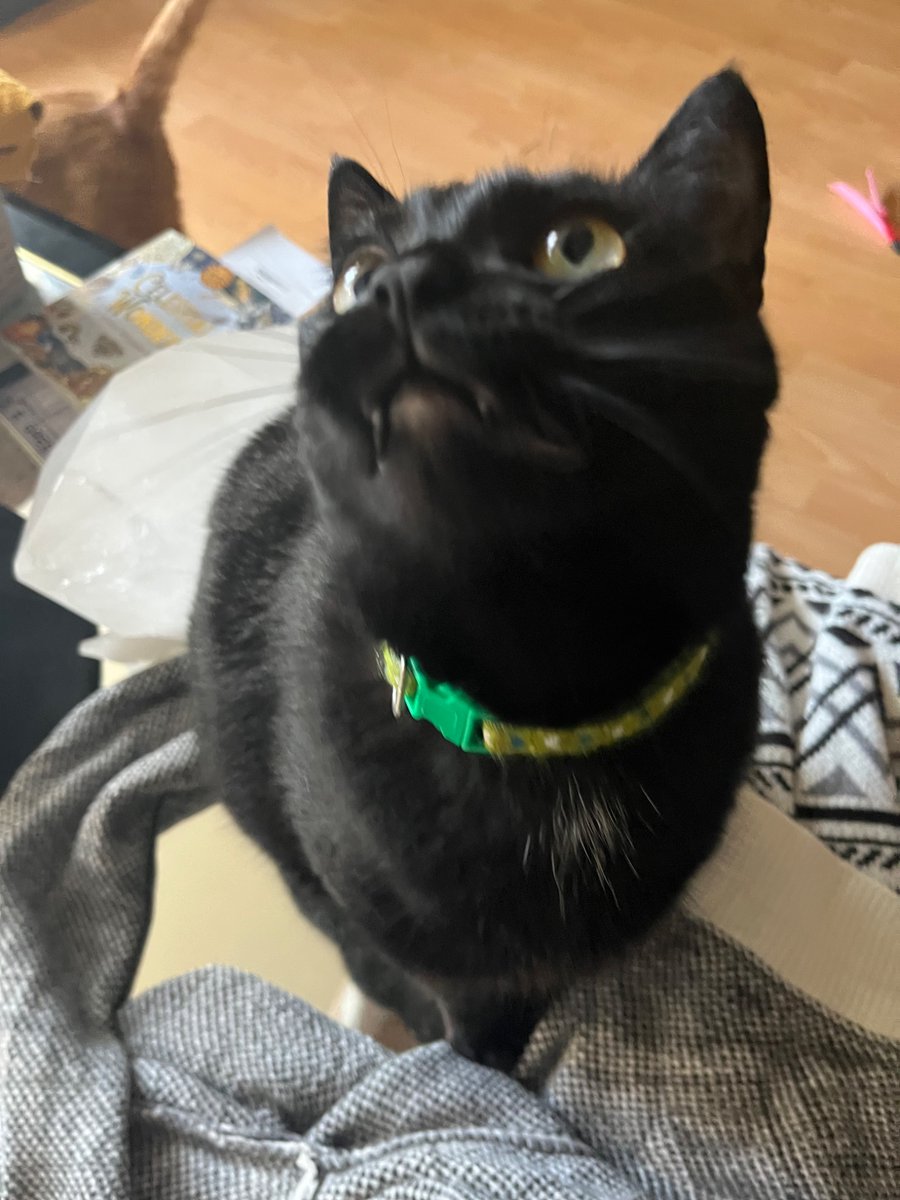 conssion's tweet photo. cats r so perfect https://t.co/4WKCaaHLXh