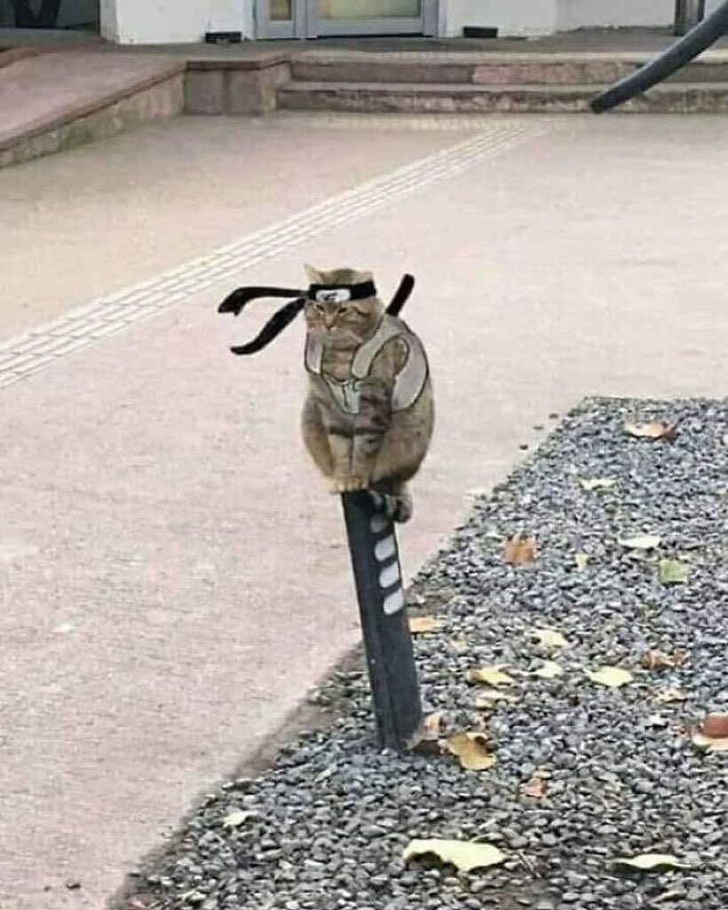 DALK 🔺 tweet media