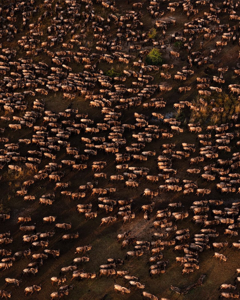 Wildebeestes migration 🇰🇪

📸IG: marlondutoit