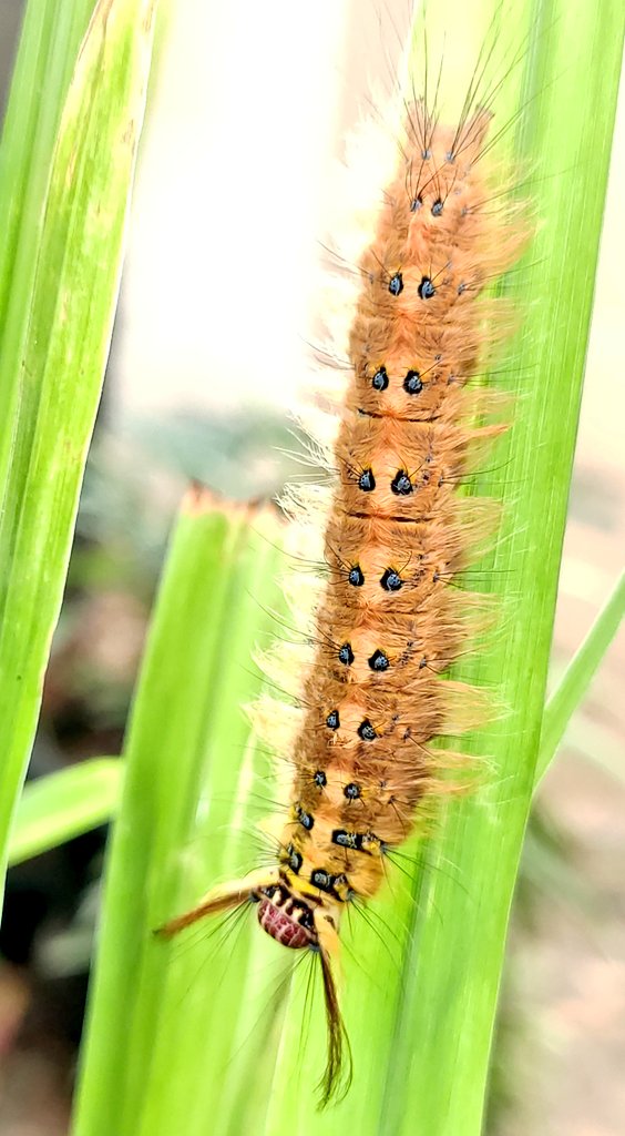 For #InsectThursday by <a href="/DavidMariposa1/">David</a> here is Pupa of a lappet Moth, on a plant in our garden, somehow the outer safety covering of it was destroyed, got it home for safety. #TitliTuesday #IndiAves 2nd pic is complete Cacoon with safety covering. 3rd pic of Catterpillar #Macro