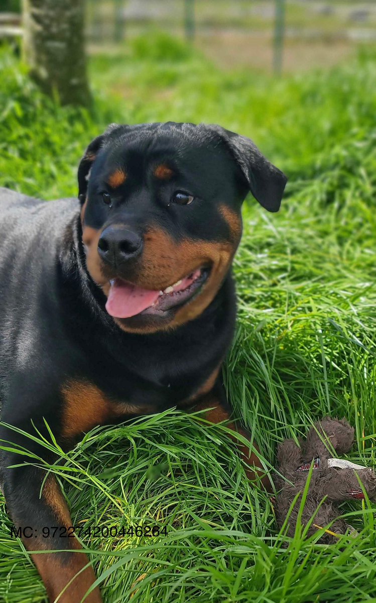 MADRA Mutts Anonymous Dog Rescue & Adoption tweet media