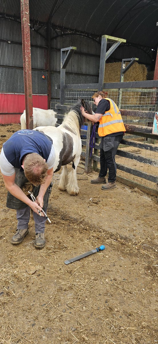 My Lovely Horse Rescue tweet media