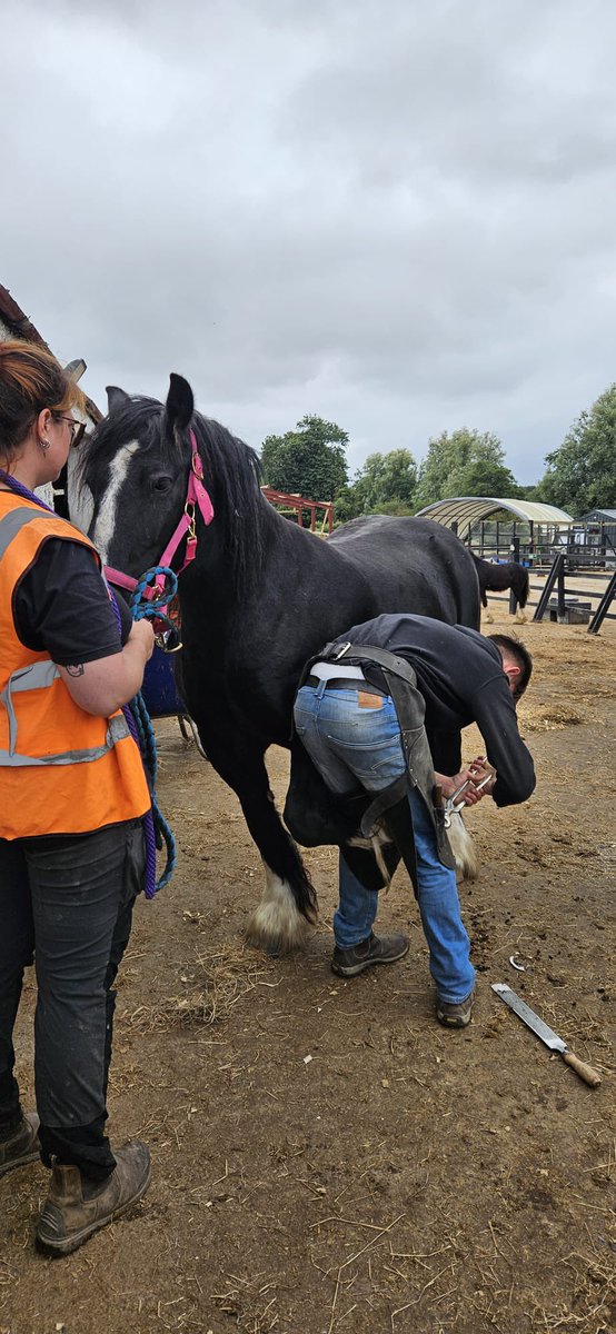 It was another very busy day at the main farm yesterday....

It started early when MLHR Mike Tyson and MLHR Amanda were transported into UCD for dentals at 7am🙏🙏

We then had a big feed and shavings delivery, keeping their tummies full and their beds cosy💞💞

But the day wasnt