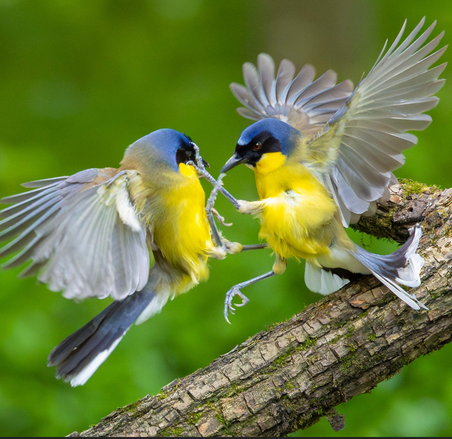 BirdsChina's tweet photo. Guess what this bird is called! 🐦
#Birds #Nature #birdwatching #birdbrilliance #birdphotography #birdlife #birdcaptures #birding #birdphoto #birdlovers #naturephotography https://t.co/MTnpmNbRhD