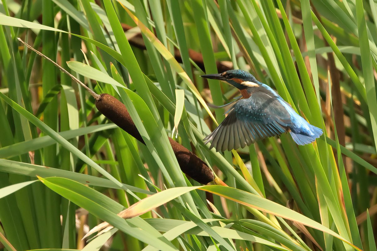 Kingfisher 
<a href="/WWTLlanelli/">WWT Llanelli Wetland Centre</a>