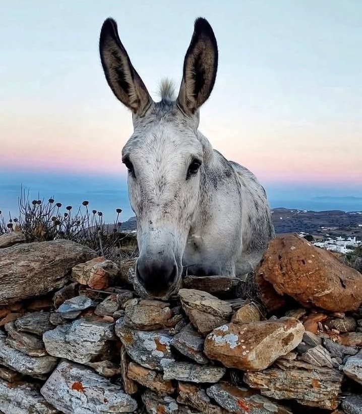 Φολέγανδρος 🩶