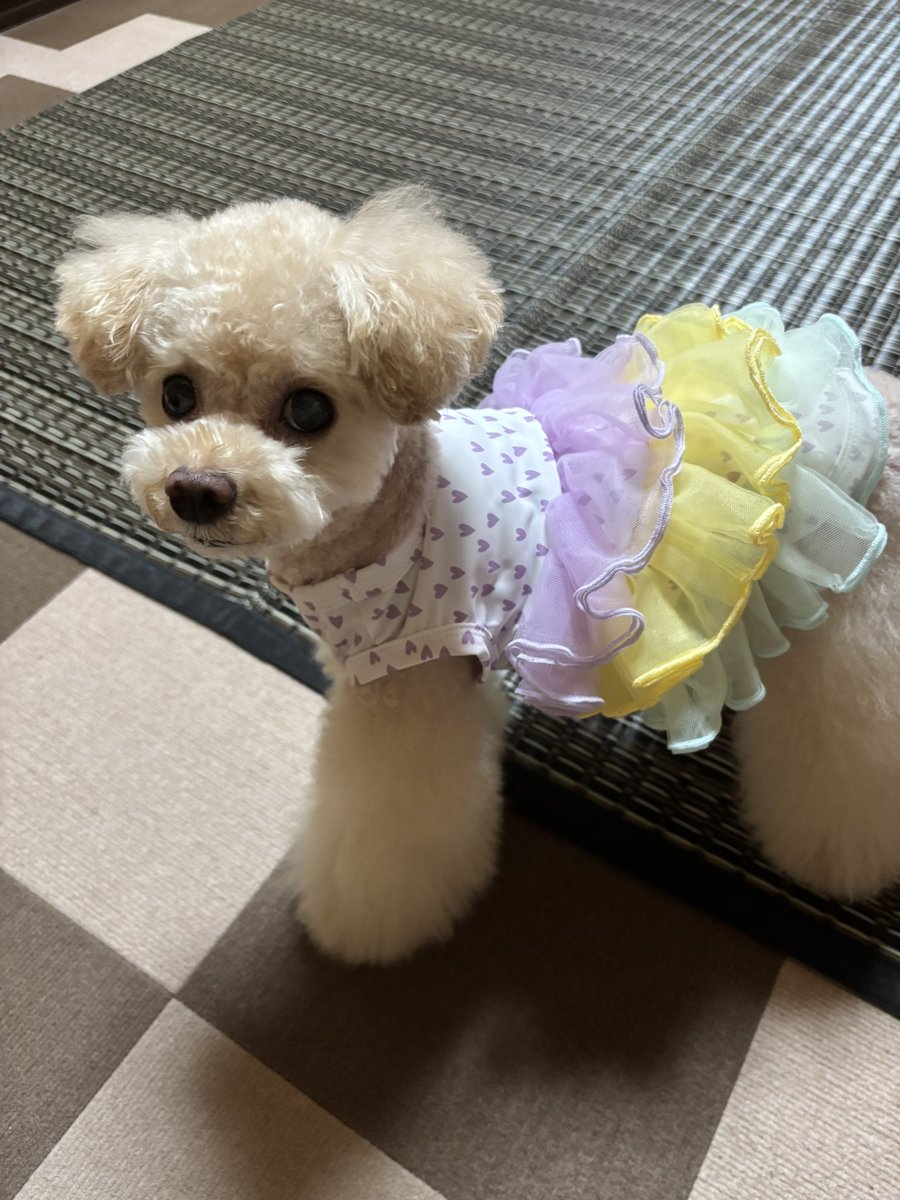 いつもより35分もお寝坊かまして😪💤

「まぁ🤭もう明るいわ🤭良かったね😂」
などと開き直って優雅に(🤣)お散歩🐾

開き直りついでに📱は忘れなかったけど
家🏠の鍵🔑をかけ忘れたのは...

「誰でしゅか⁇....ｼﾞｰーーー👀✨...」

今日もお疲れ様でした〜♡〜♡😆🩵🌟

＃犬が良ければ全て良し🤭💕