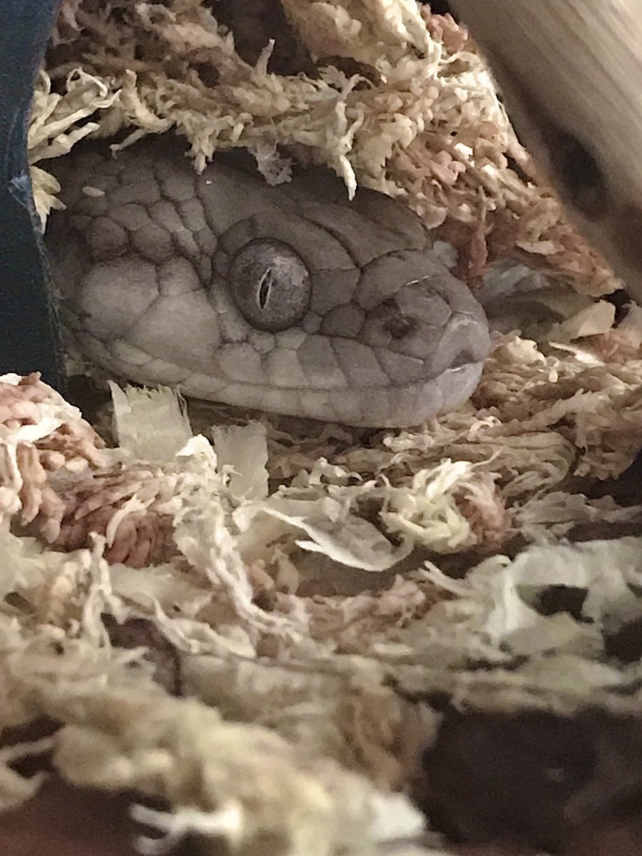 REARFANG tweet media