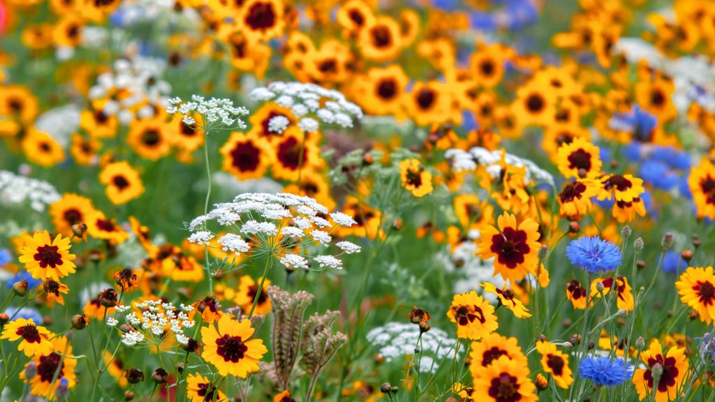 vineyardcarhire's tweet photo. 🌼 Best time = NOW! 🌼

West Coast flowers are in bloom – make Vineyard Car Hire your ride &amp; hit the road 🚗✨

 #WestCoastFlowers https://t.co/ispkKeb6ru
