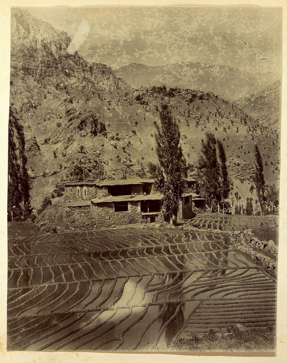 1890'lar, Hakkari'de bir pirinç tarlası.