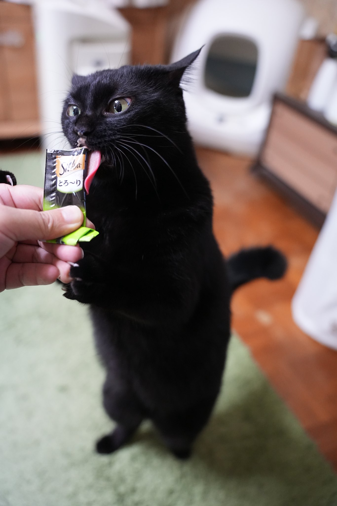 黒猫ちゃん　おめでとう 黒猫つくねちゃん太しっぽ on X: 