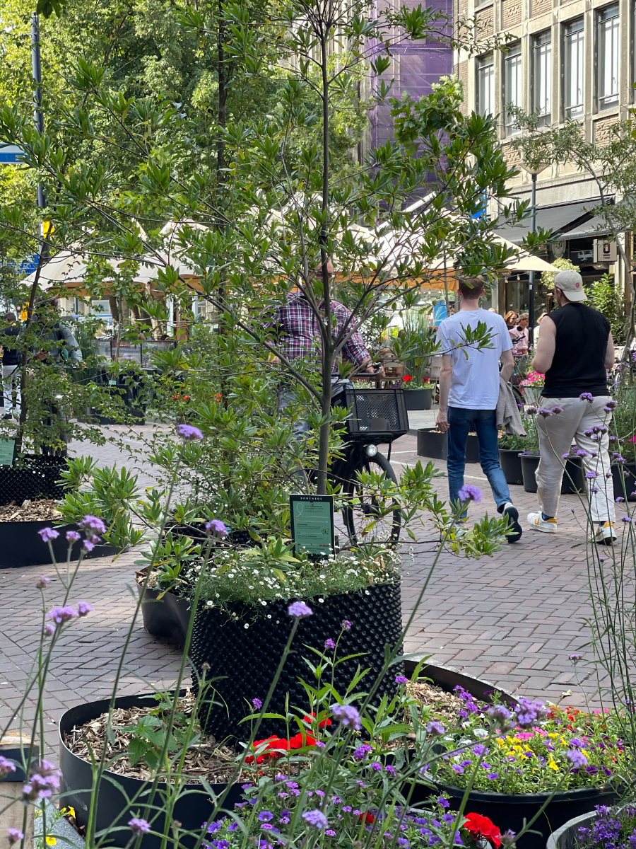 rotterdam's tweet photo. Tijdelijk was er meer groen en minder geluid op een deel van de Meent.
Het stuk tussen het Rodezand en de Westewagenstraat was als pilot veranderd in een groene oase. 🌻🌳
De pilot groene oase stopt vrijdag 22 augustus. Lees hier waarom ➞ https://t.co/vMvw4qtfjD https://t.co/1774roEmvl