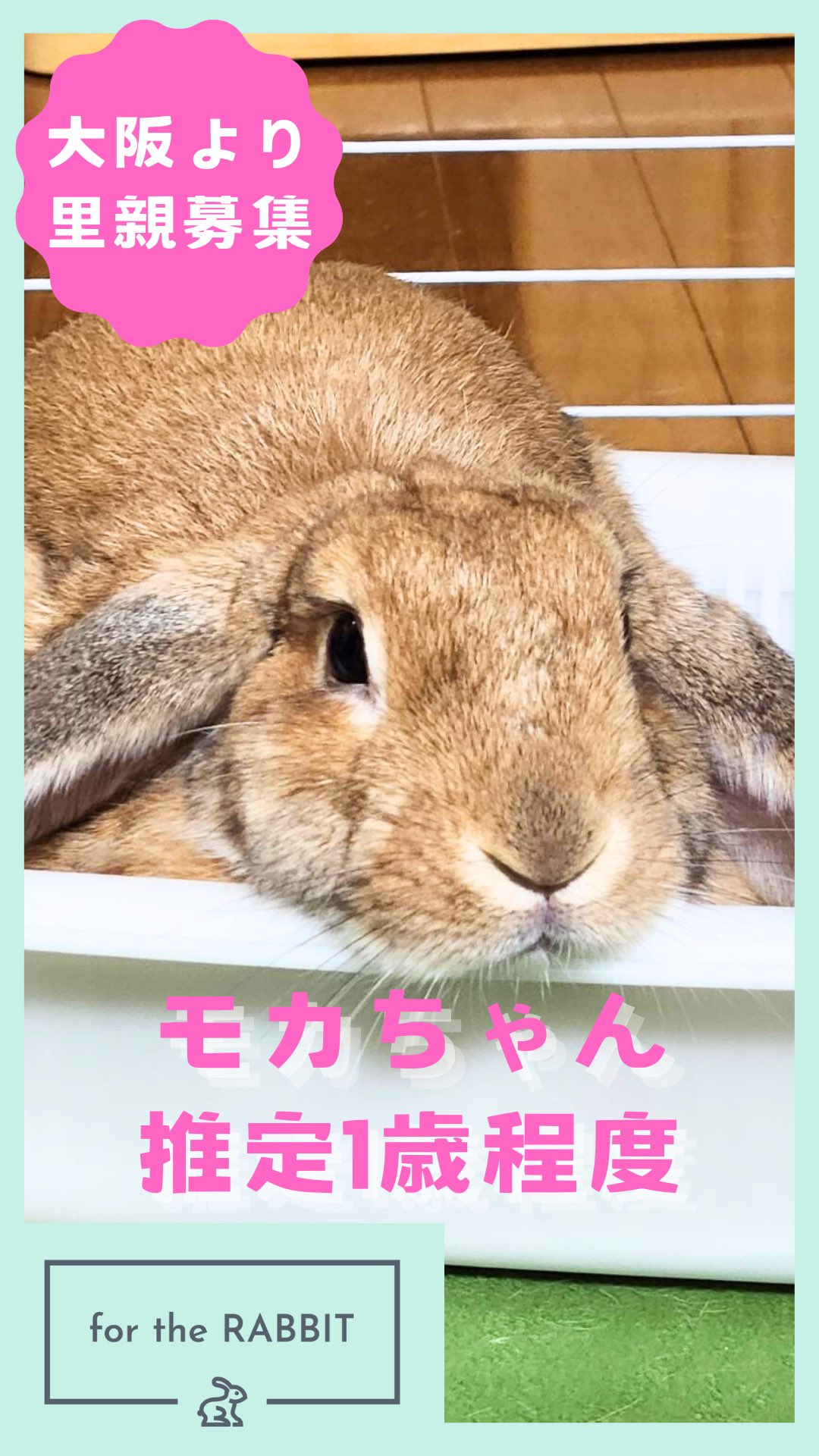 値下げしました　月見うさぎ　F4 for the RABBIT on X: 