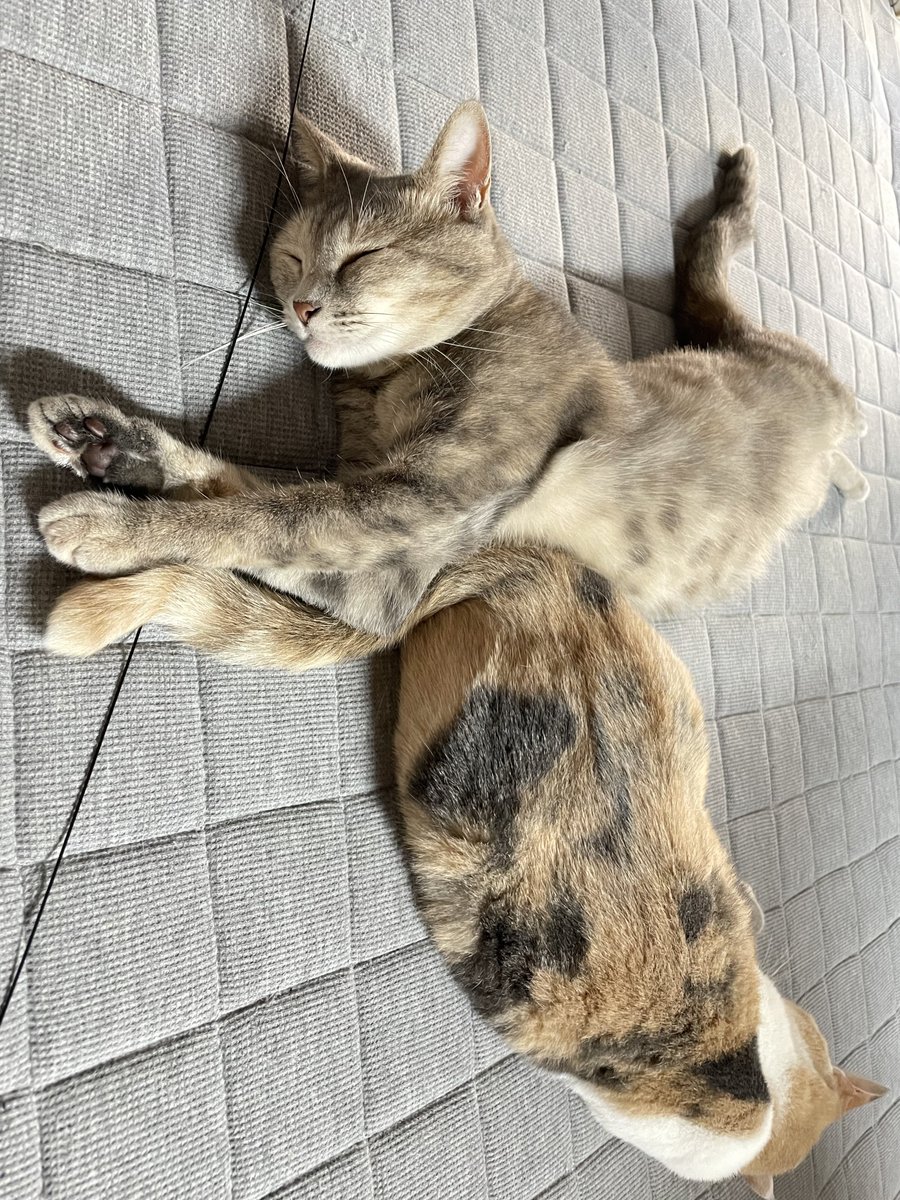 ねんね〜💤可愛い🫶🏻🐈‍⬛🐈🐾