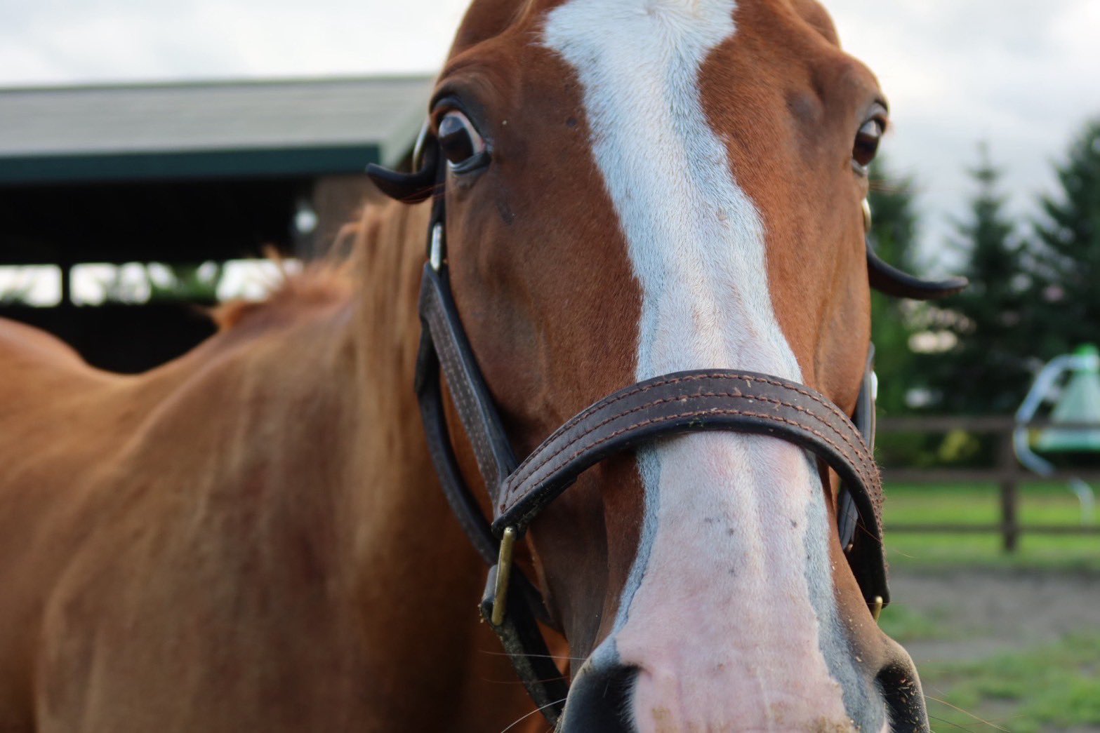 ソメスサドル アッシュゴールド メンコキーホルダー 馬キーホルダー