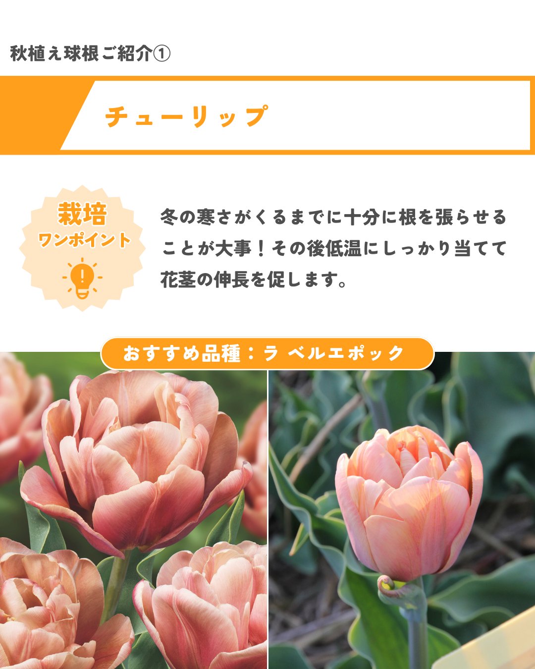 チューリップ - Search / X