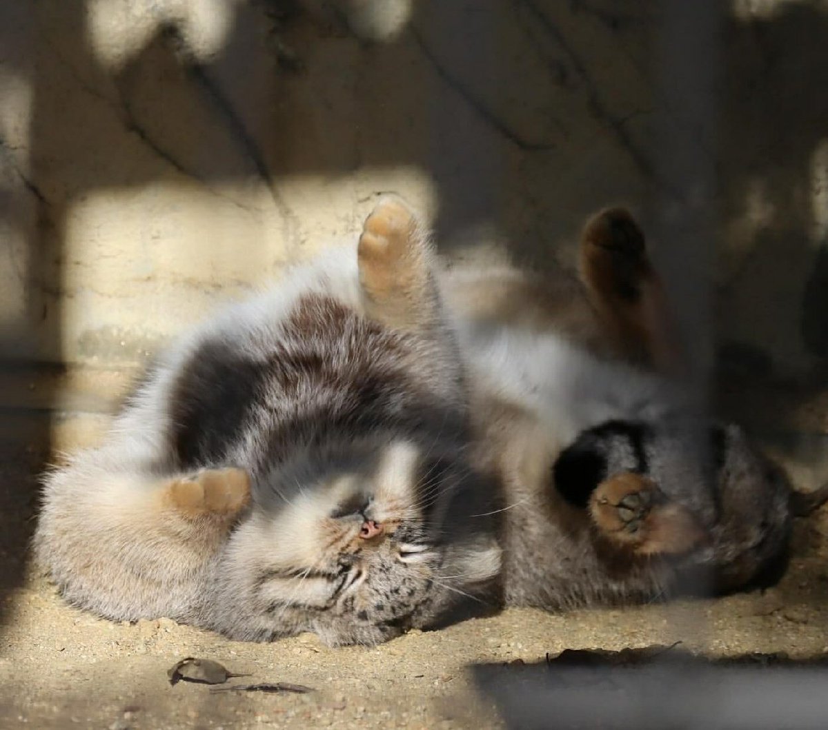 Daily Manul (@dailymanul) on Twitter photo 