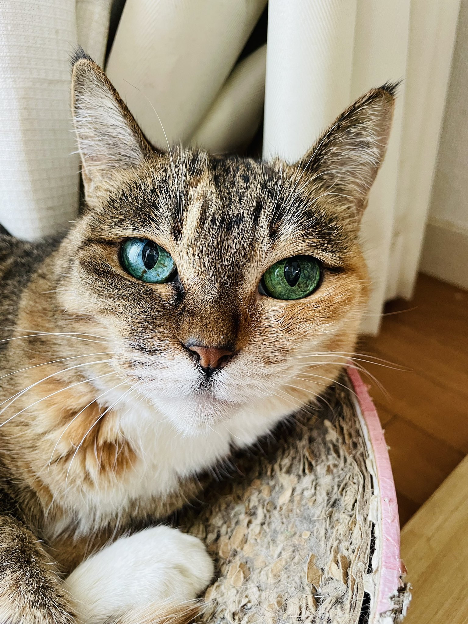 麦わらねこ What Is a Straw Cat (Brown Patched Tabby)? The Rare Cat You