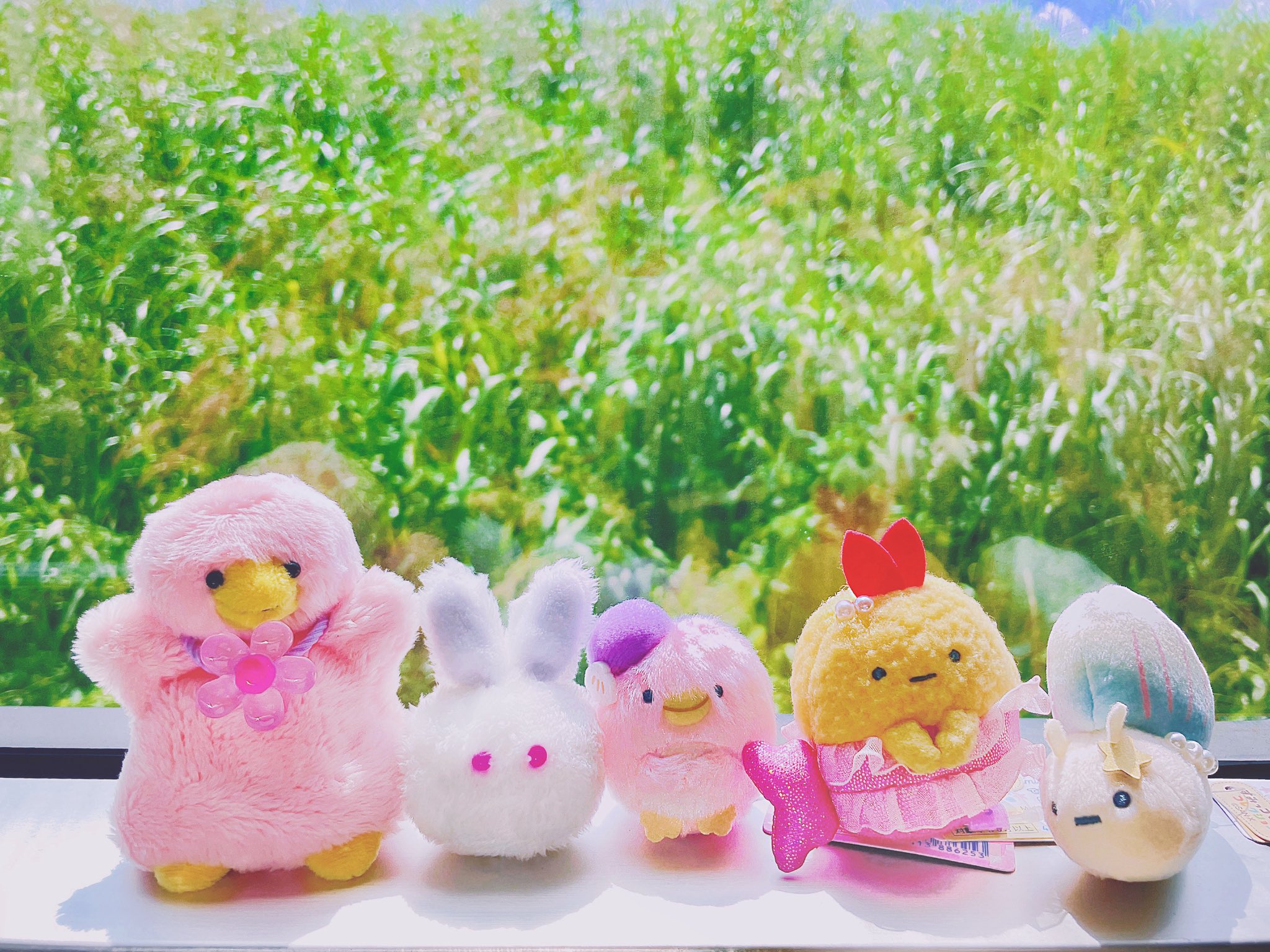 ぷちこ🐿ྀི🌷 on X: 