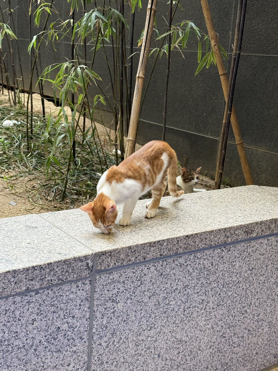 알티 부탁드려요

대구삼성생명빌딩 회사 건물에 고양이 가족이 살고 있는데
다음주부터 공사 들어갈 예정이라 가족을 얼른 찾아야 합니다! 이래도 안 찾아가면 봉지에 넣어서 버린다느니 너무 위협적인 말을 해서
고양이들의 생명이 위협되고 있는 상황입니다…ㅜㅜ