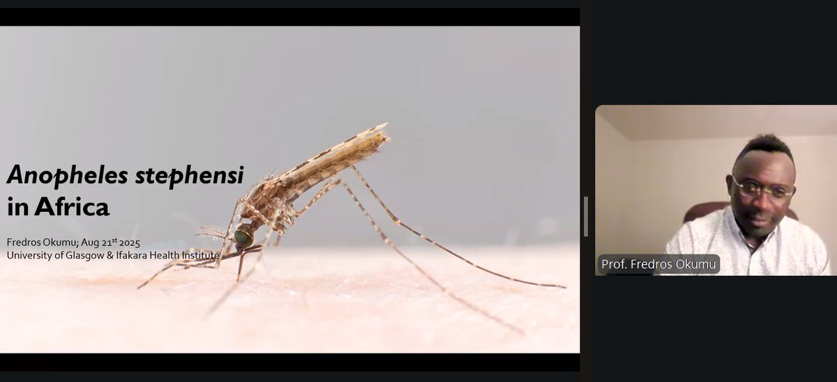 🌍 Live Now: #WorldMosquitoDay Webinar
Co-hosted by <a href="/APMEN/">Asia Pacific Malaria Elimination Network</a> &amp; <a href="/genedrivenet/">Outreach Network for Gene Drive Research</a> 

Prof. Fredros Okumu highlights the threat of Anopheles stephensi—an invasive mosquito reshaping malaria transmission in Africa.

#AnophelesStephensi #APMENxChange #OneHealth