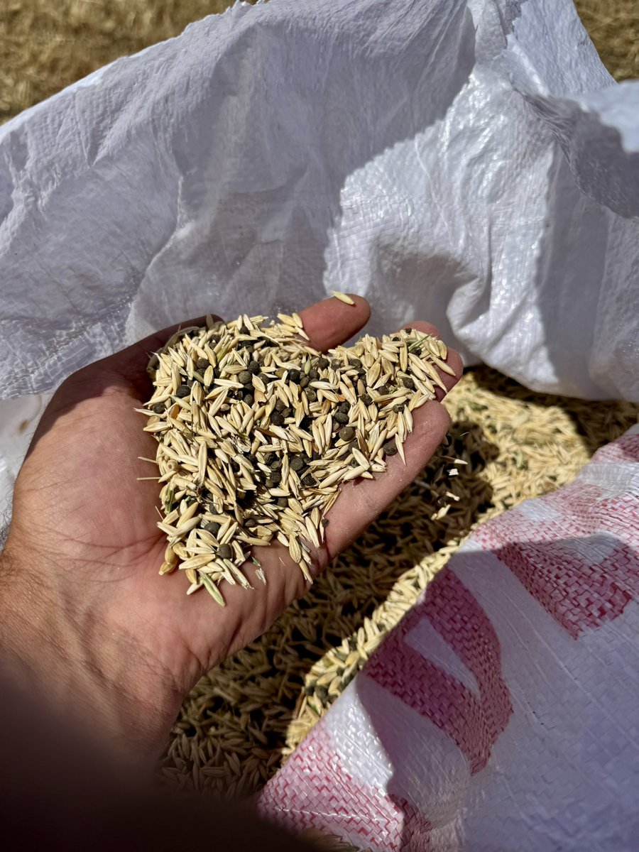 Yulaf isteyen var mı ?