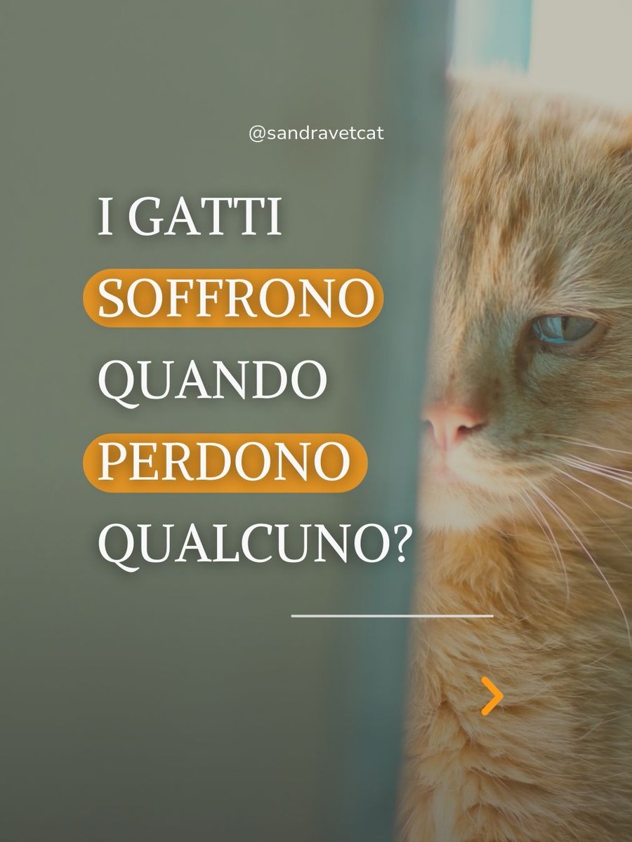 sandravetcat's tweet photo. Siccome è stato un tema su cui mi avete chiesto consiglio dopo la perdita di un compagno felino, oggi vi parlo di come comportarsi con il gatto rimanente.

https://t.co/bZ78XTzOz6 https://t.co/p4tO4DOtVA