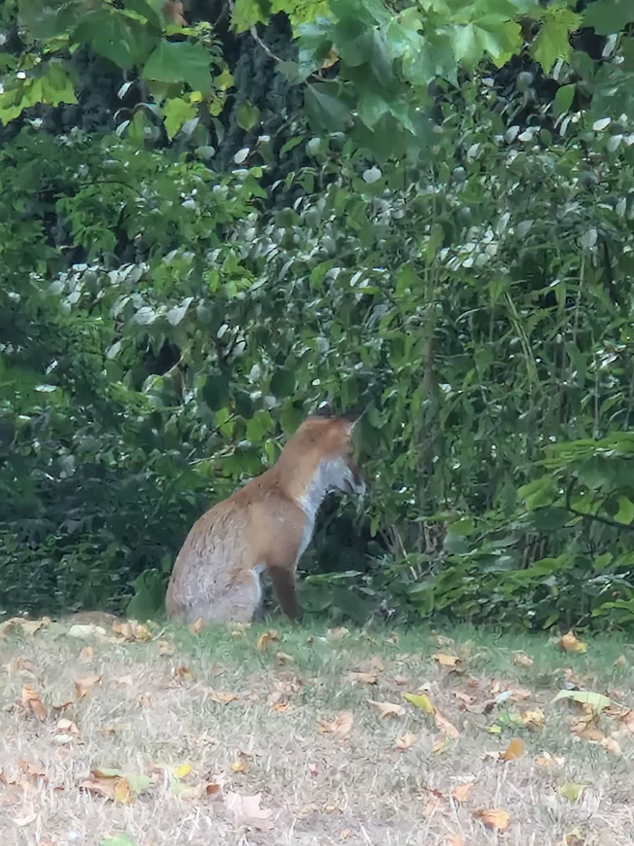 This is not natural, sitting in Trinity College fellows gardens in Cambridge waiting to watch a production.
