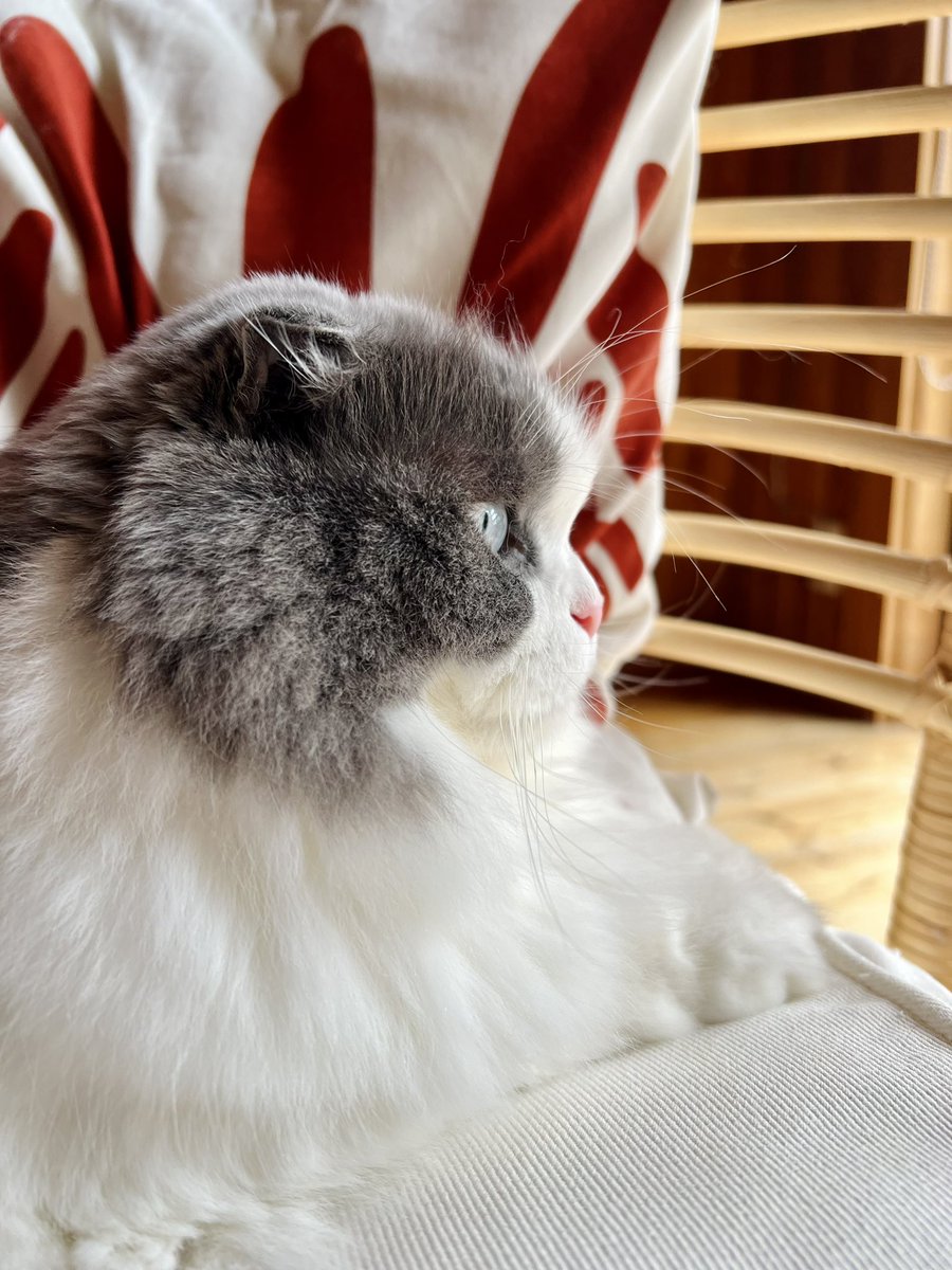 猫のラムちゃん日記「鼻の高さ」

飼い猫の思い出を忘れないように描いてる絵日記です🐱