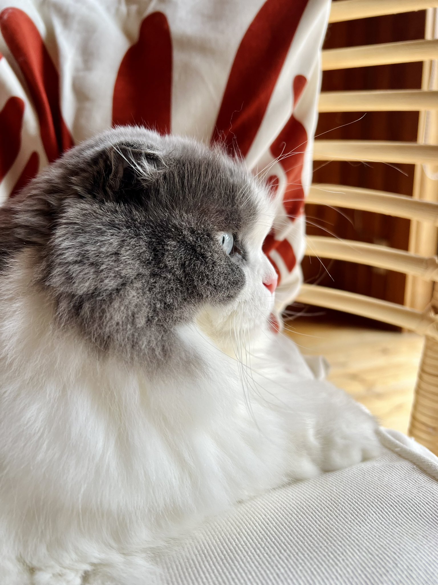ラム猫様 こなつのひとコマ on X: 