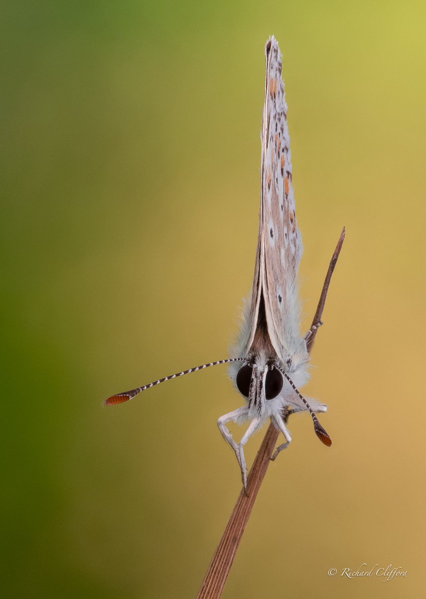 Brown Argus at Roundhill Wood. 
A couple of different poses from the norm.