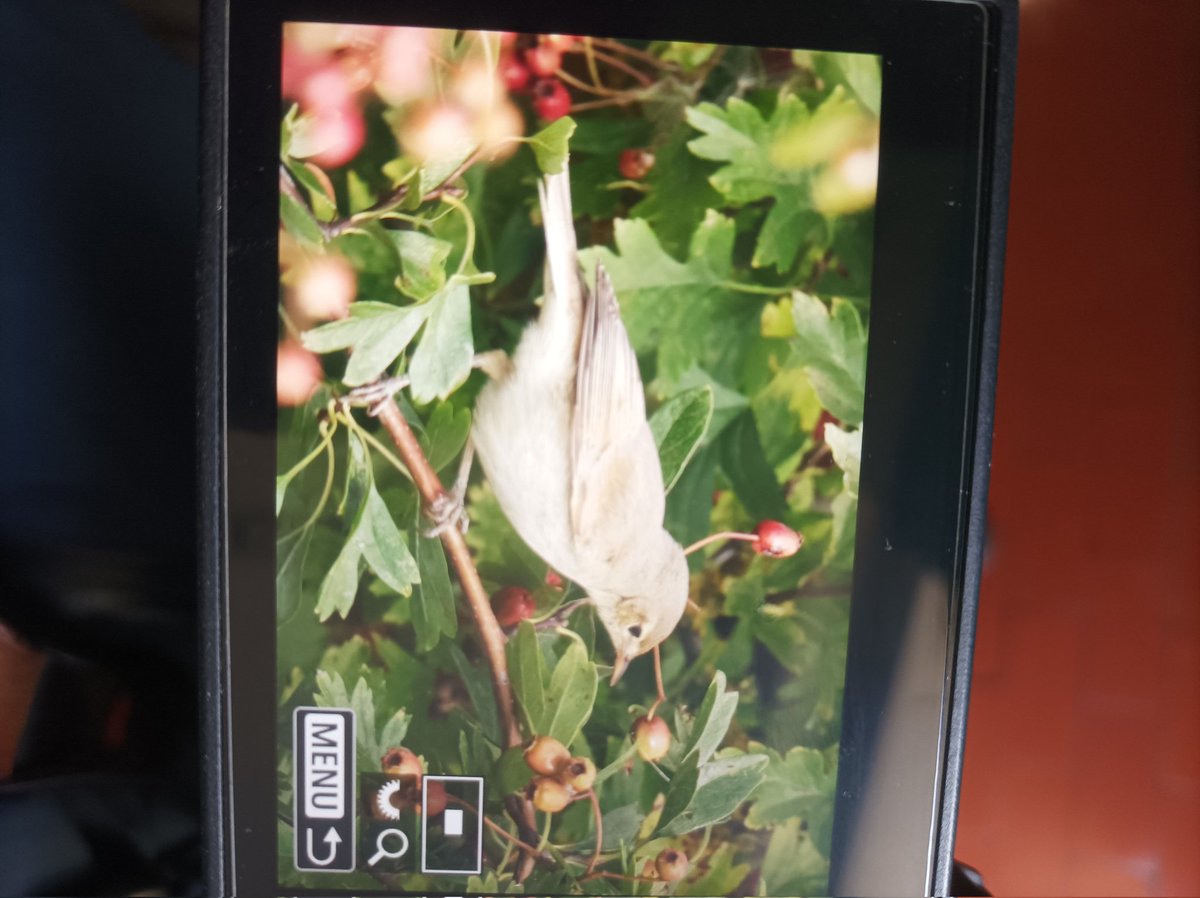 Probably booted warbler Holland haven Essex <a href="/BirdGuides/">BirdGuides</a>