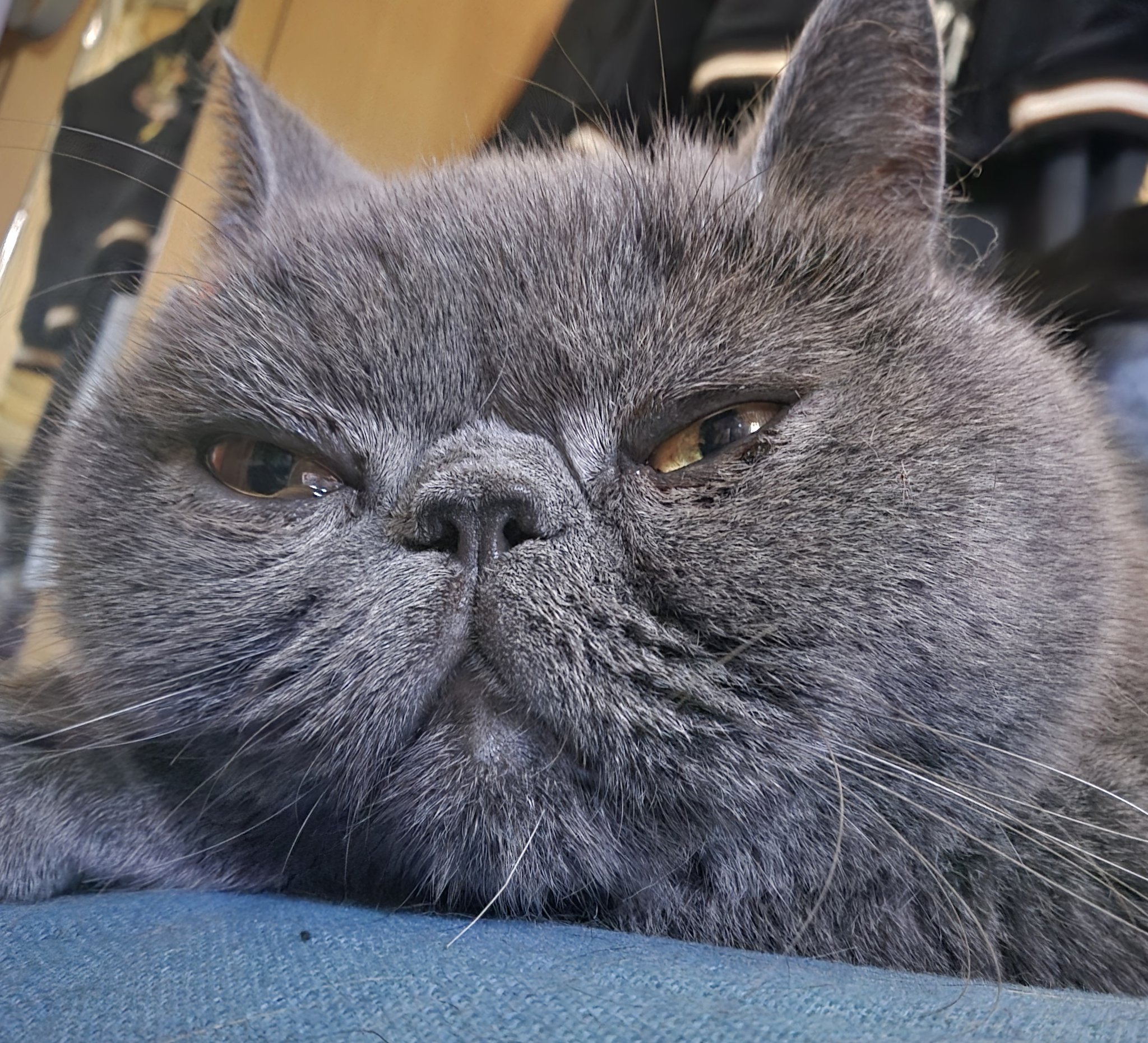 ねこ饅頭です。 ひみがつ on X: 