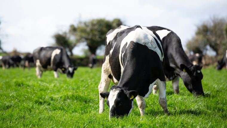 Cows take worthless cellulose and marginal land that would otherwise produce zero human food and convert it into the most nutrient-dense food on earth.

Name another species with that ROI.