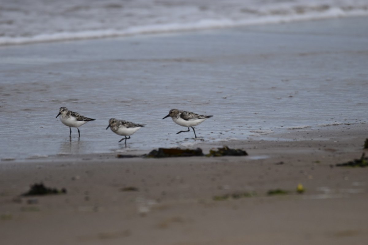 For #Threesday
Sanderlings chasing thee tide at Seaton Snook