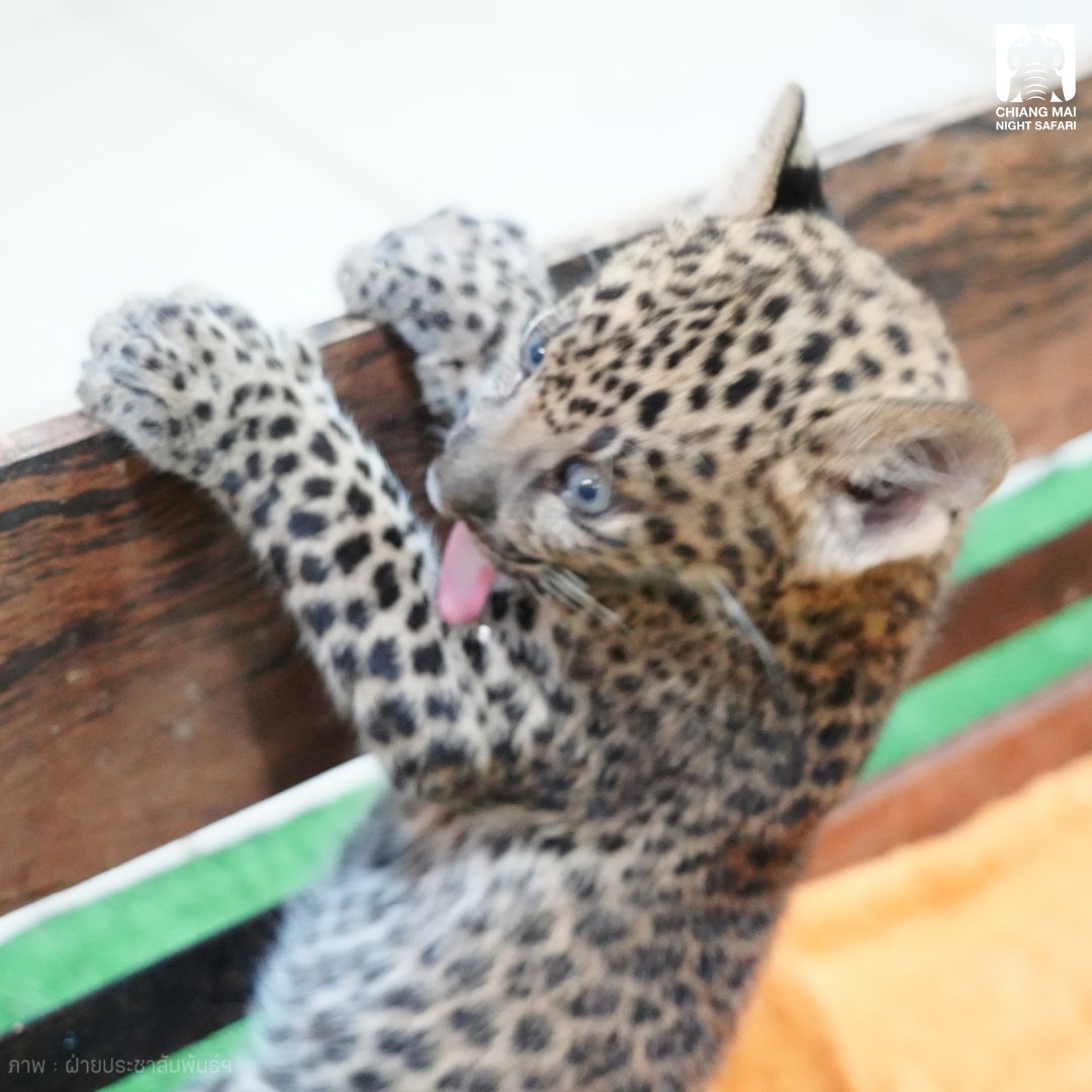 CMNightsafari's tweet photo. จะเอากรงเสือไหนเลือกเรยค้าบ มีทั้งเสือดาว เสือโคร่งสีทอง เสือโคร่งขาว เสือลายเมฆ555555555555

#เชียงใหม่ไนท์ซาฟารี #เชียงใหม่แบ๊วซาฟารี #ChiangmaiNightSafari #น้องแผ่นดิน #น้องเอวาพี่ลูน่า #Ava $Ava #เสี่ยหนึ่ง #น้องแมงปอ https://t.co/tfKSkKjJ2W