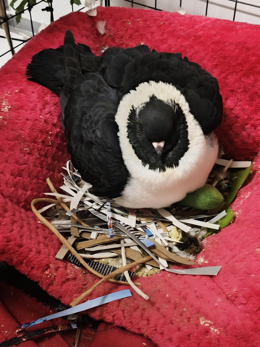 deepc_cryptid's tweet image. I keep seeing depressing pigeon videos 🫩🫩 pls I just wanna see cute pigeon videos 😭

Also she is round and angry 😠⚫