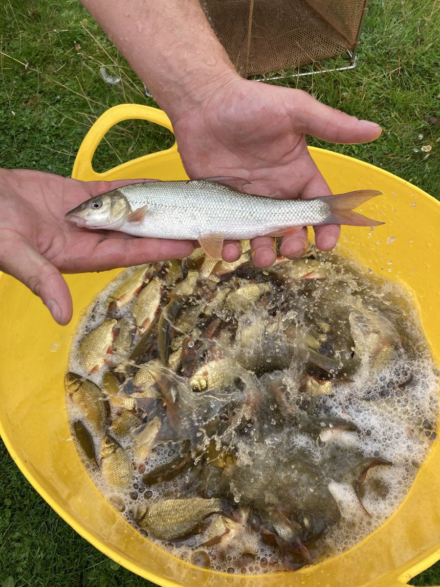 Calverton Fish Farm tweet media