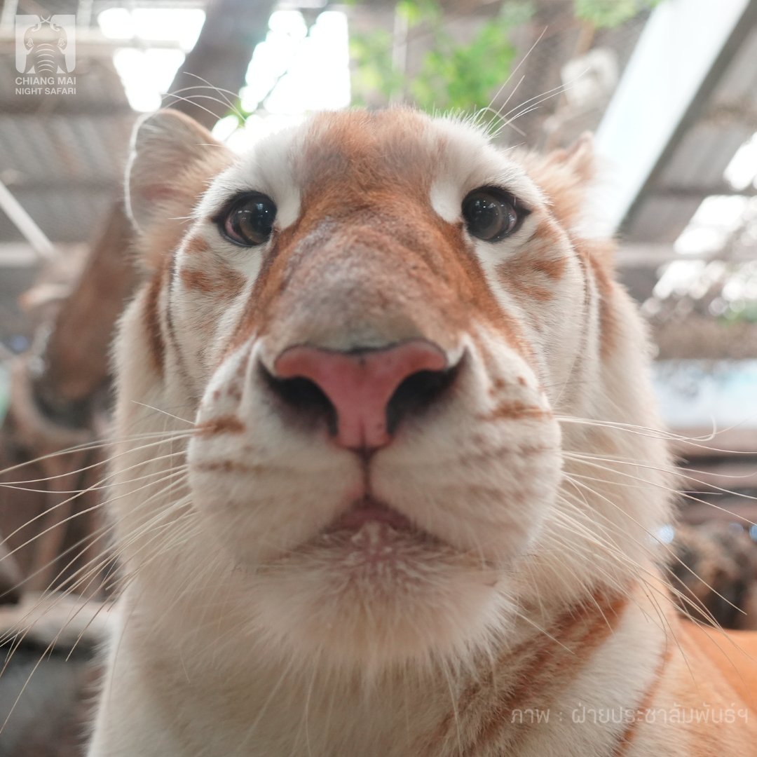 CMNightsafari's tweet photo. จะเอากรงเสือไหนเลือกเรยค้าบ มีทั้งเสือดาว เสือโคร่งสีทอง เสือโคร่งขาว เสือลายเมฆ555555555555

#เชียงใหม่ไนท์ซาฟารี #เชียงใหม่แบ๊วซาฟารี #ChiangmaiNightSafari #น้องแผ่นดิน #น้องเอวาพี่ลูน่า #Ava $Ava #เสี่ยหนึ่ง #น้องแมงปอ https://t.co/tfKSkKjJ2W