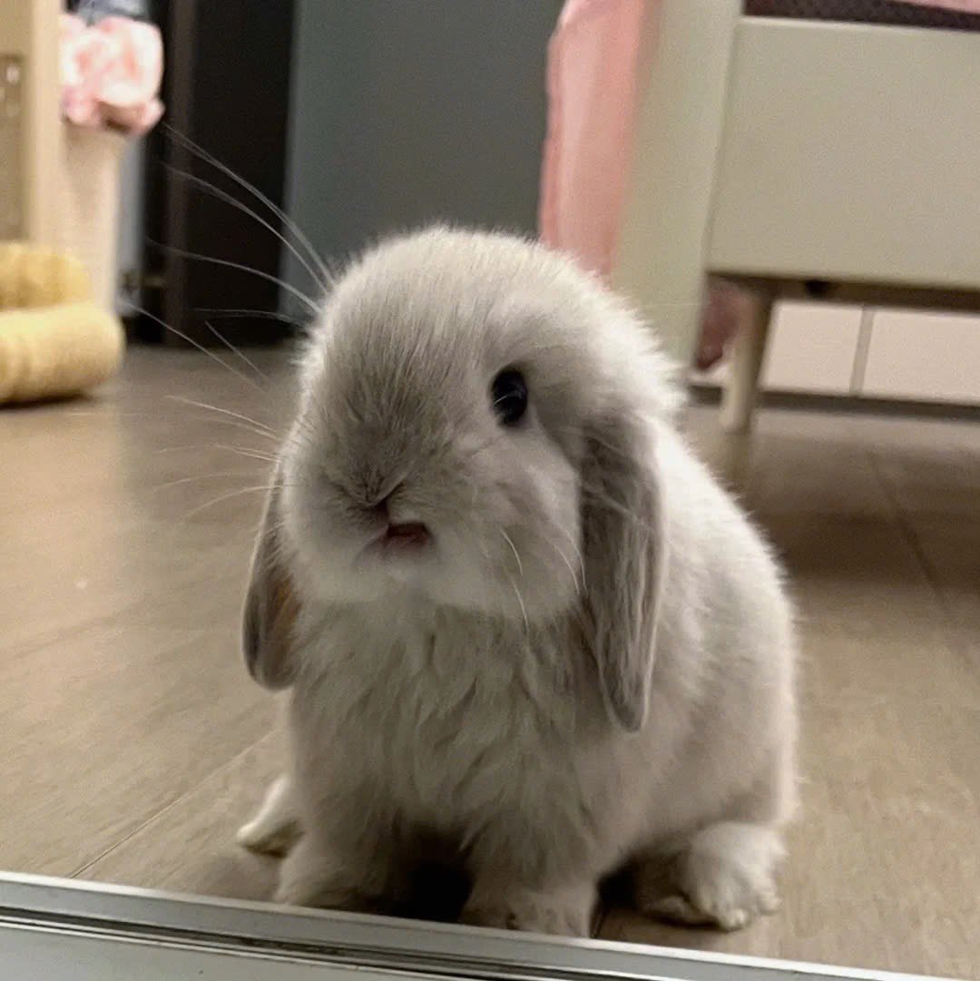 Why you should have a rabbit (@shouldhaverabit) on Twitter photo 