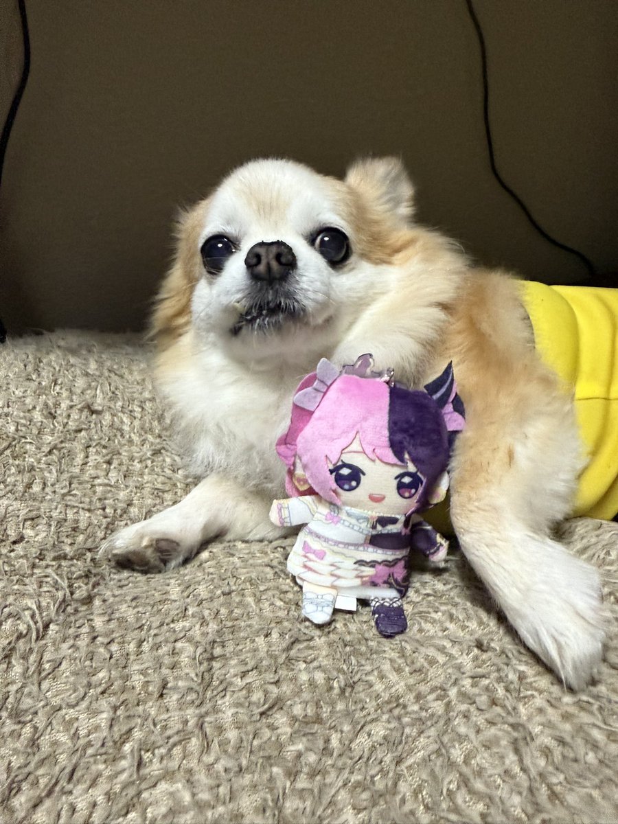 next4_12y's tweet photo. 届いた〜💕
急にぷるるたん置かれてビビり散らかしてるわんこ笑 https://t.co/EgaYkzHH8z