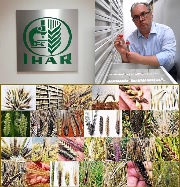 CzemborH's tweet photo. 🧬🔬👨🎓💻🌾📲🧑🌾📈💚🍞👍
💥Remember !
➡️Everyone 🧑🌾can receive a #seed sample
from the Polish Gene Bank 🇵🇱 - for FREE !
➡️ https://t.co/oX1EevWTbI
➡️ #FAO standards👍
#genebank #agriculture #Poland
➡️ #KCRZG #IHAR #MRiRW #barley
#agrobank #plantbreeding
➡️ #PlantGeneticResources https://t.co/A7UoA0uMsU