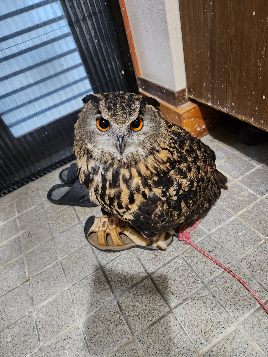 サンダル - Search / X