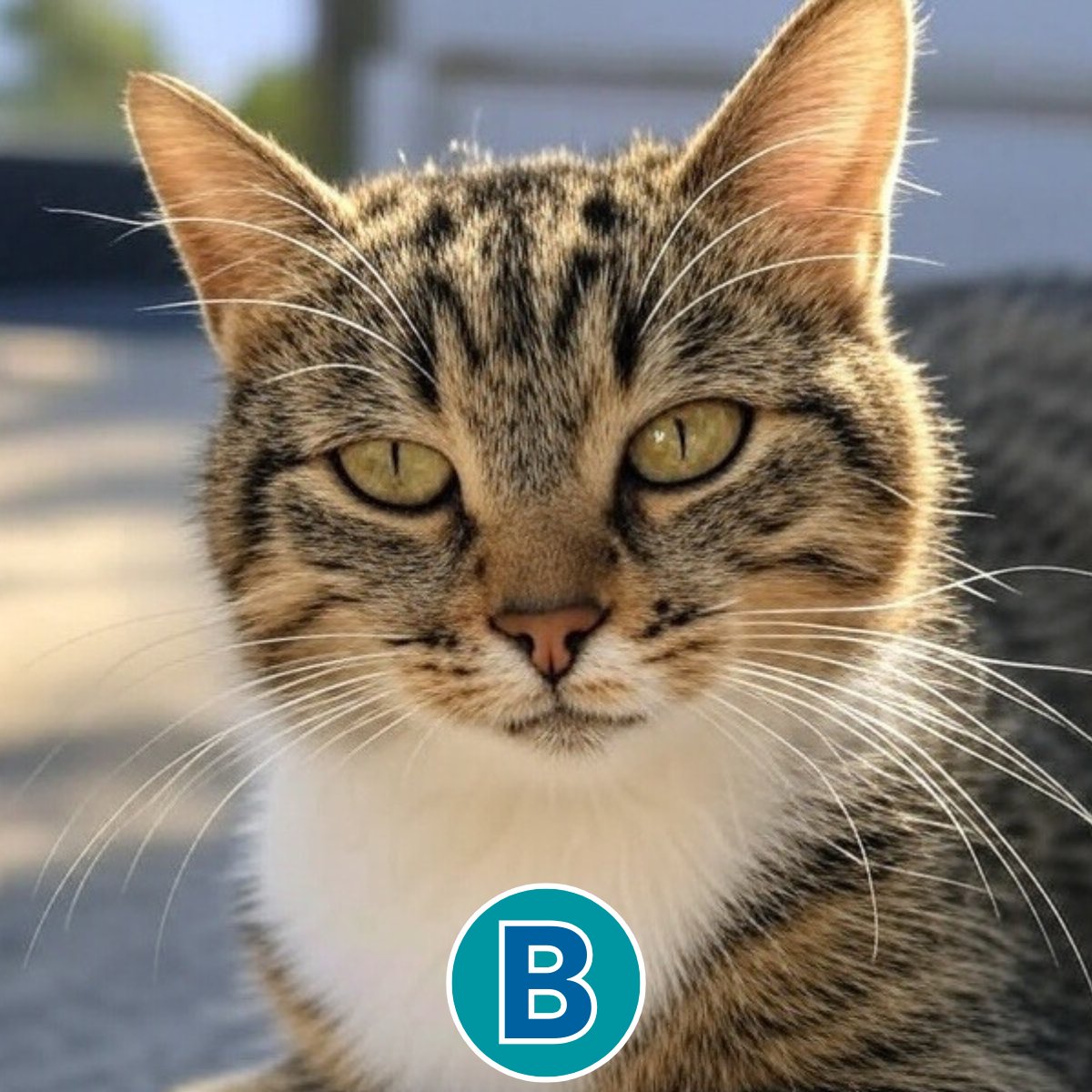 🐱 Ti piacciono i gatti?

Una delle immagini di questi due gatti non è reale ma è stata generata con l’intelligenza artificiale. Sapresti indovinare quale delle due è una fotografia reale?

👇🏼 Scrivilo nei commenti, domani pubblicheremo la risposta corretta!