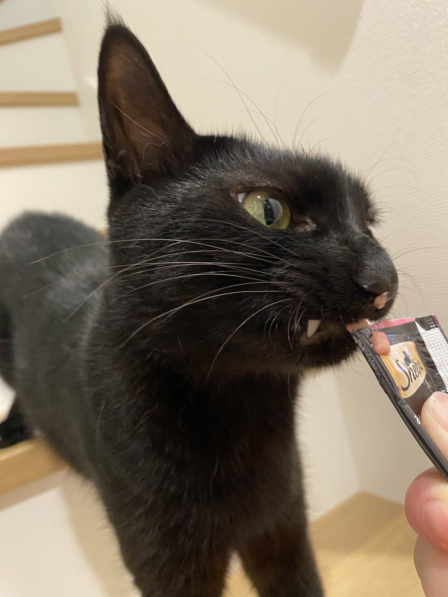 黒猫ちぃ ノヴ ストイコヴィッチ on X: 